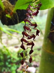 Stelis immersa