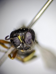 Ectemnius ruficornis