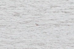 Podiceps occipitalis
