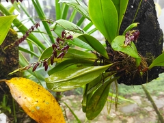 Stelis immersa