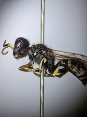 Ectemnius ruficornis