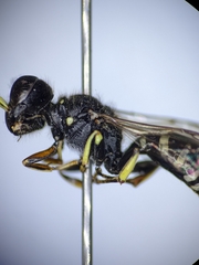 Ectemnius ruficornis