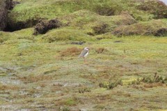 Vanellus resplendens