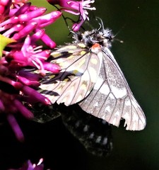 Catasticta teutila flavomaculata
