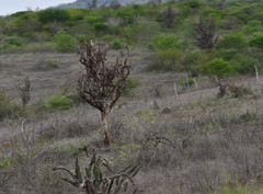 Armatocereus cartwrightianus