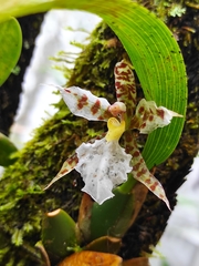 Rhynchostele rossii