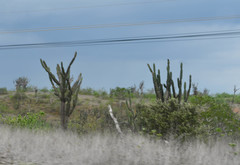 Armatocereus cartwrightianus