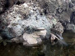 Isognomon alatus