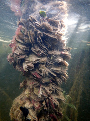 Isognomon alatus