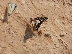 Graphium angolanus angolanus