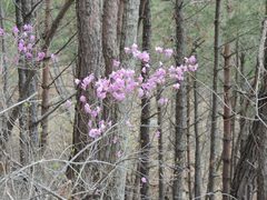 Rhododendron mucronulatum