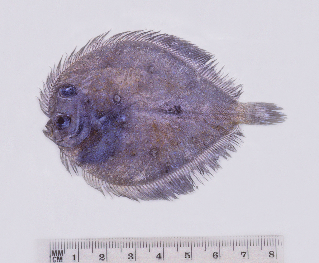 Oval Flounder