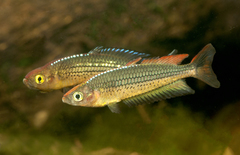 Rhadinocentrus ornatus