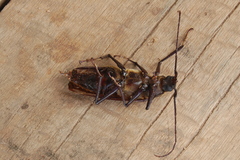 Macrotoma serripes
