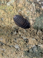 Opisthoplatia orientalis