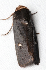 Proteuxoa cinereicollis