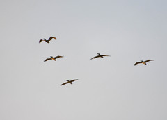 Pelecanus occidentalis