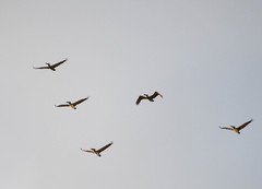 Pelecanus occidentalis