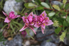 Castilleja raupii