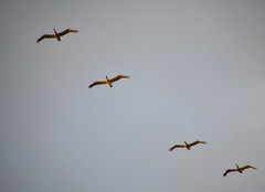 Pelecanus occidentalis