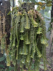 Dichaea muricatoides