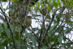 Hylophilus poicilotis