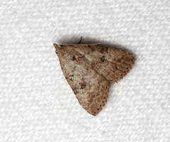 Tolpiodes oligolasia