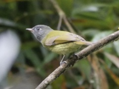 Mionectes striaticollis