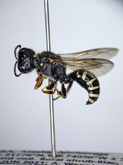 Ectemnius ruficornis