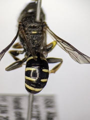 Ectemnius ruficornis