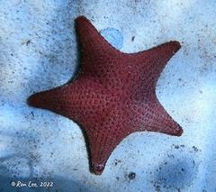 Anthaster valvulatus