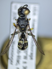 Ectemnius ruficornis