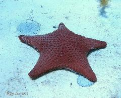 Anthaster valvulatus