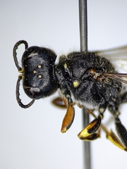 Ectemnius ruficornis