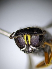 Ectemnius ruficornis