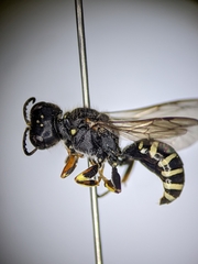 Ectemnius ruficornis