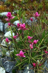 Castilleja raupii