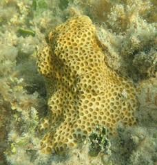 Solenastrea hyades