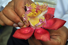 Couroupita guianensis