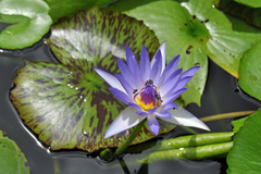 Nymphaea