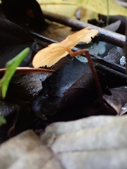 Marasmius cladophyllus