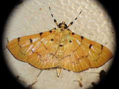 Lygropia cernalis
