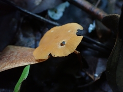 Marasmius cladophyllus