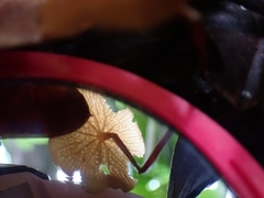 Marasmius cladophyllus