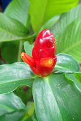 Costus woodsonii