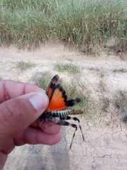 Arphia pseudonietana