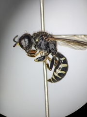 Ectemnius ruficornis