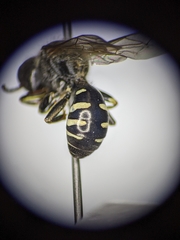 Ectemnius ruficornis