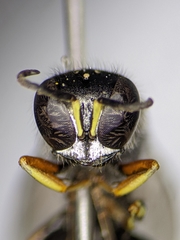 Ectemnius ruficornis