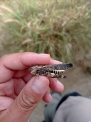 Arphia pseudonietana